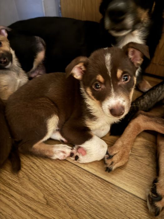 Szczeniaki szukają domu - pilna adopcja