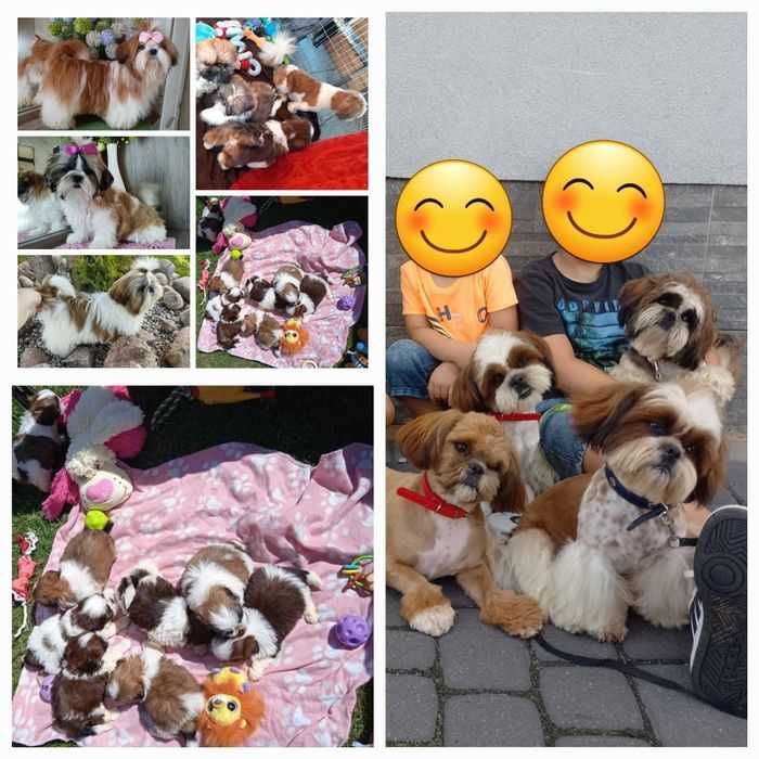 Rudo-bialy piesek slicznosci rodowód ZHPR