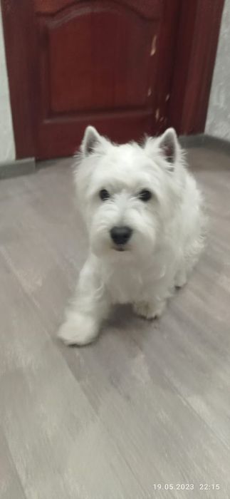 Кобель для вязки Вест хайленд уайт терьер.