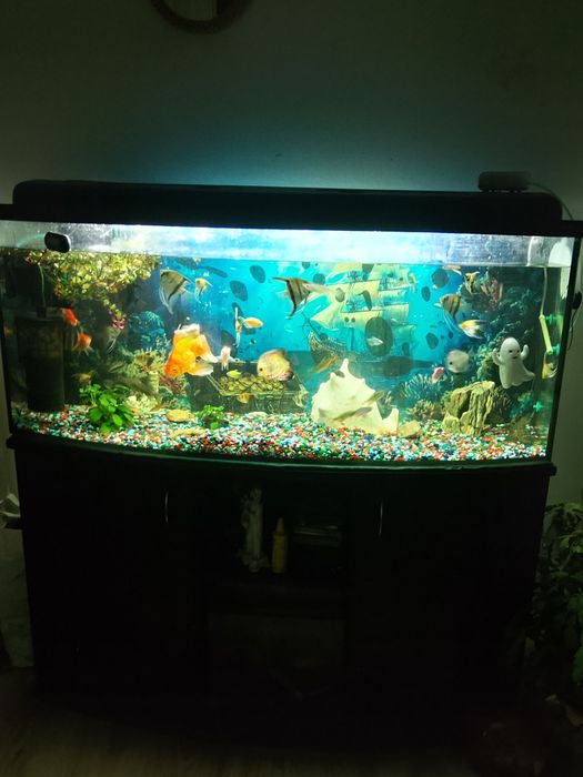 Sprzedam akwarium ze wszystkim oraz szafką i wszystkimi dodatkami