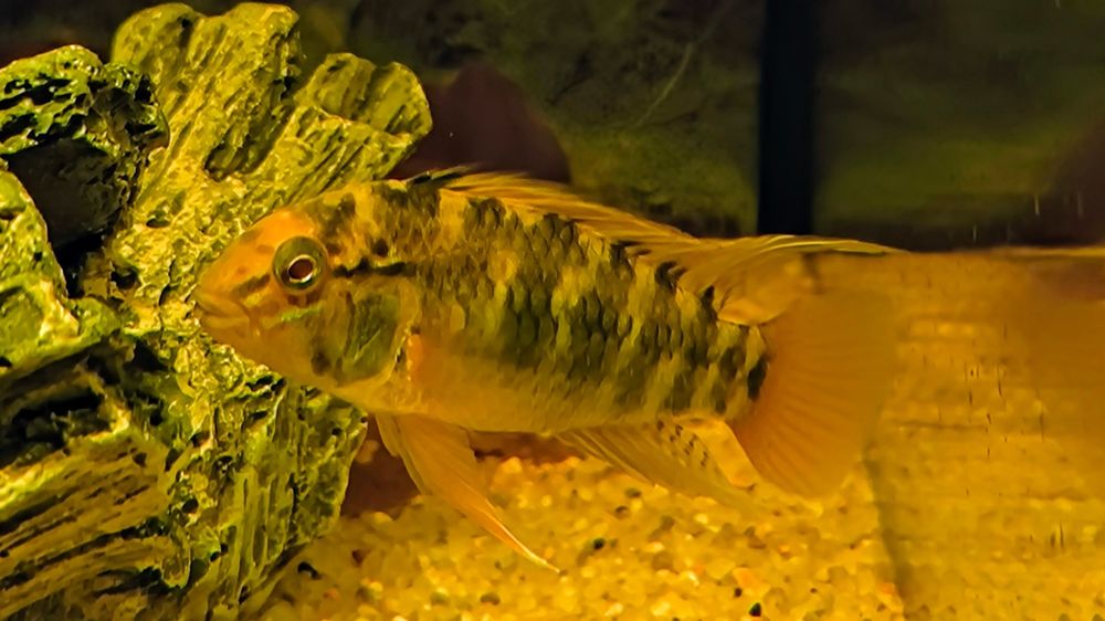 Apistogramma cf. macmasteri F1