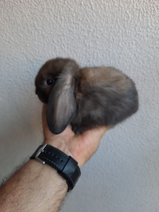 Coelhos anões várias raças