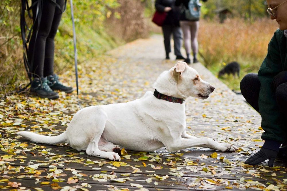 Forest pies ,który potrzebuje spokojnego domu