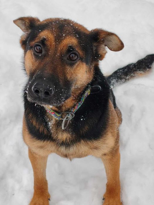 Grzesio czeka na swój dom