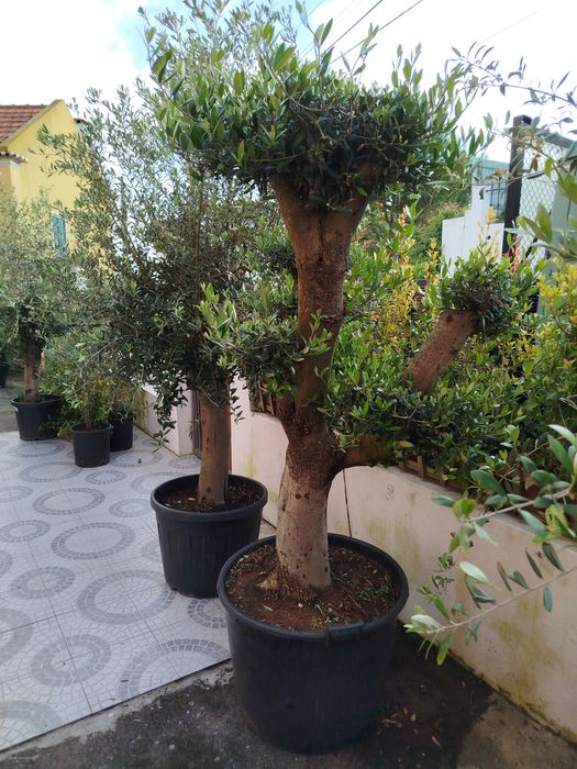Oliveiras para jardim