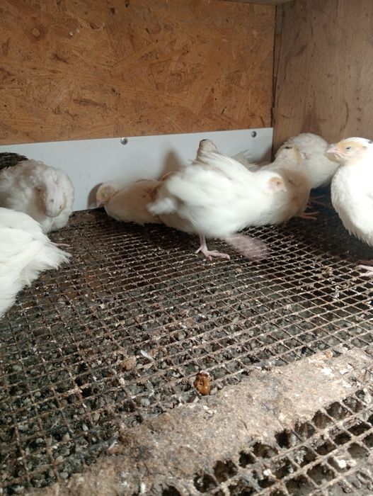 Перепілки пташенята