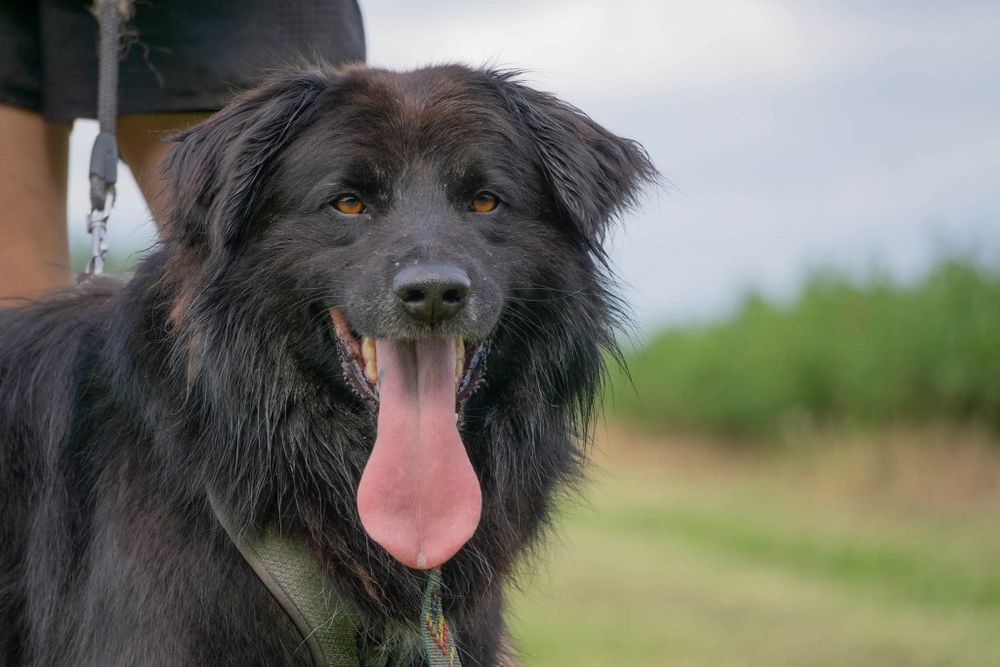 Corso, potężny piekny pies  czeka na dom