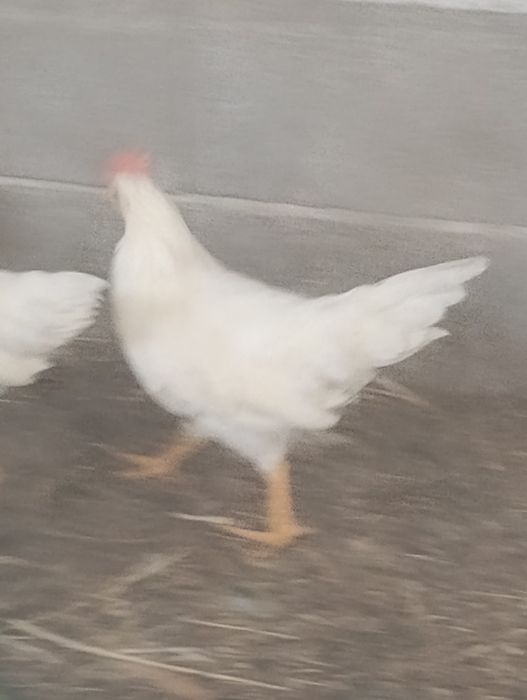 Vendo frangos de raça