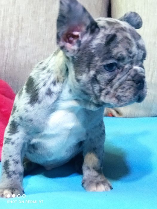 Мальчики и девочки французы.