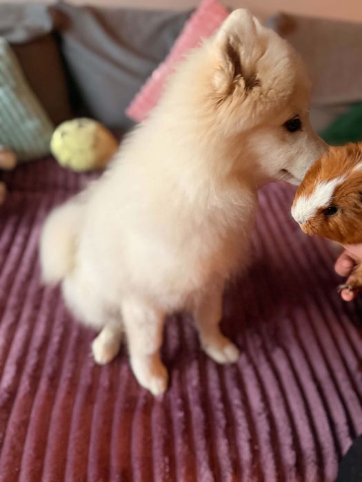 Szczenię Samoyed