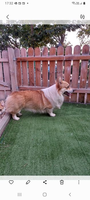 Piesek Welsh Corgi Pembroke po rodzicach FCI