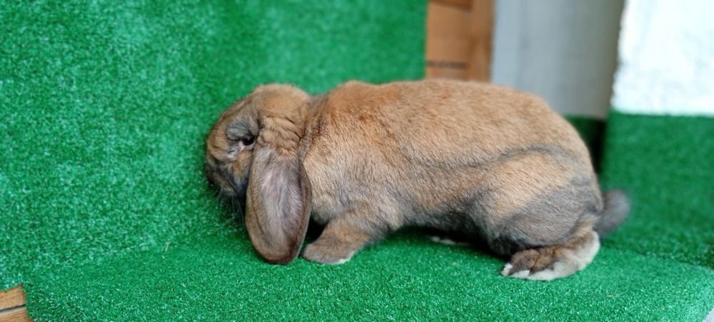 Baran francuski madagaskarowy rodowód samiec