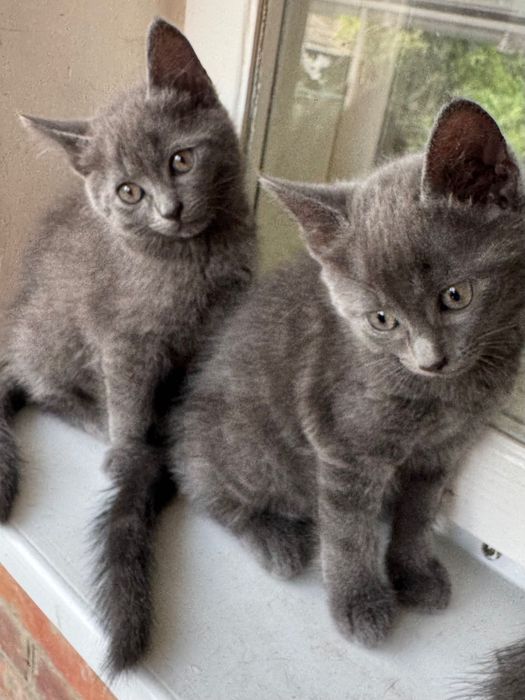 Котики шукають нову домівку