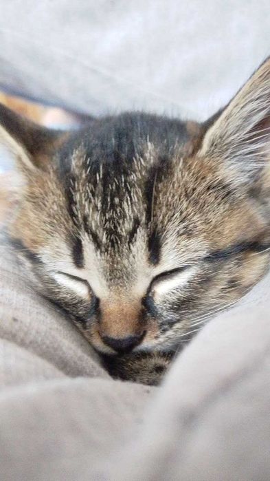 Отдаю котят в хорошие руки.