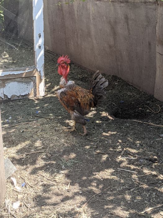 Продам петуха голошейка