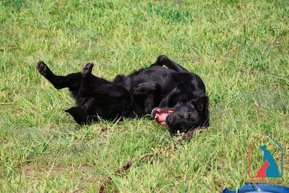 Tufi 195/24 - SZUKA DOMU!