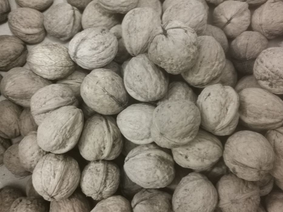 Горіх грецький, орех волоський.