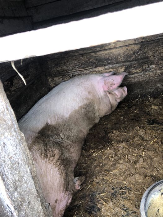 Свиня 150кг  порода f1 3 штуки