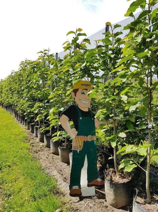 Лохина Ківі Магнолії Рододендрони Сакура Гортензії Катальпа Павловнія