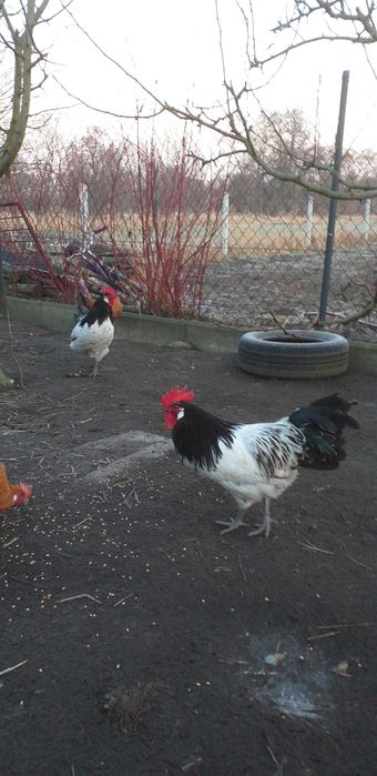 Sprzedam koguty Lakanvelder i Ayam Cemani