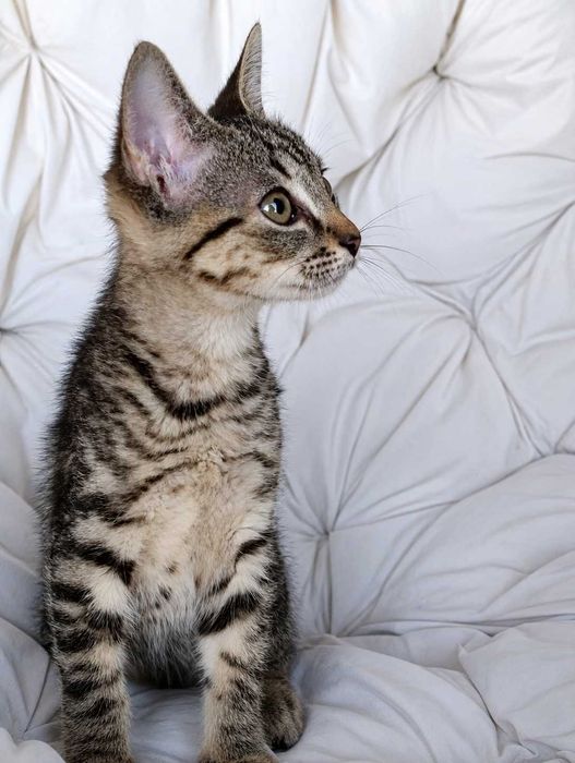 MACHO | Gatinho disponível para Adoção Responsável
