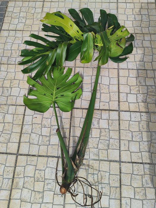 Planta Monstera gigante