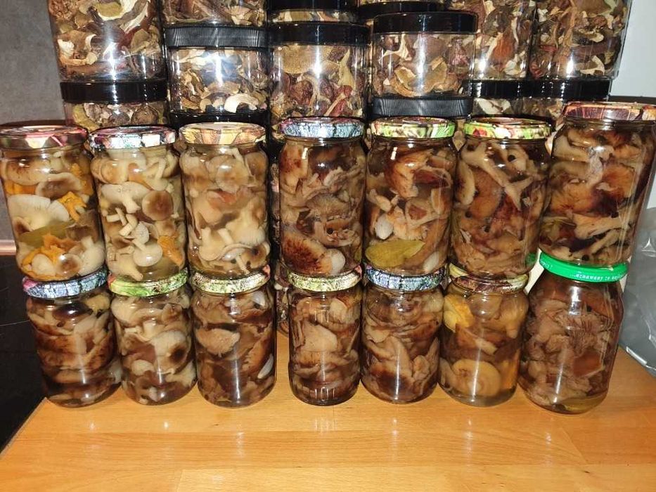 Grzyby marynowane 11 słoików