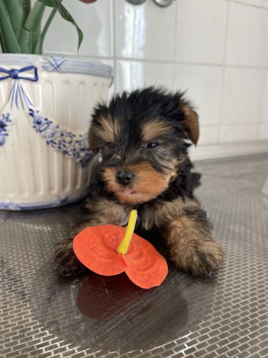 Yorkshire terrier macho pequenino