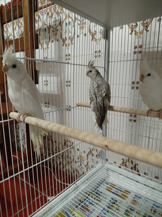 Caturras brancas e cinza