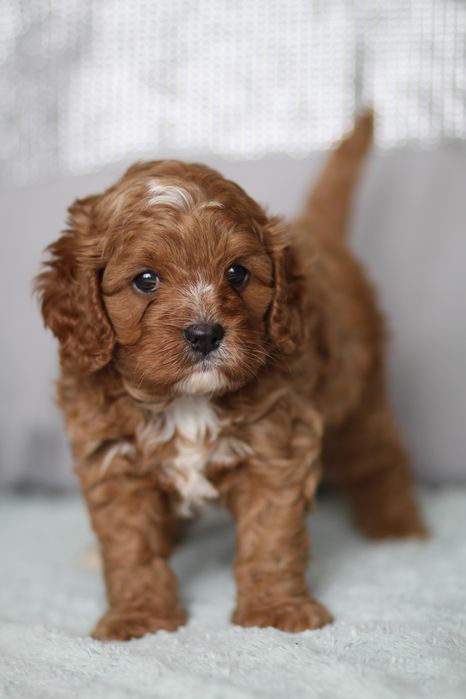 *** Cavapoo śliczny***