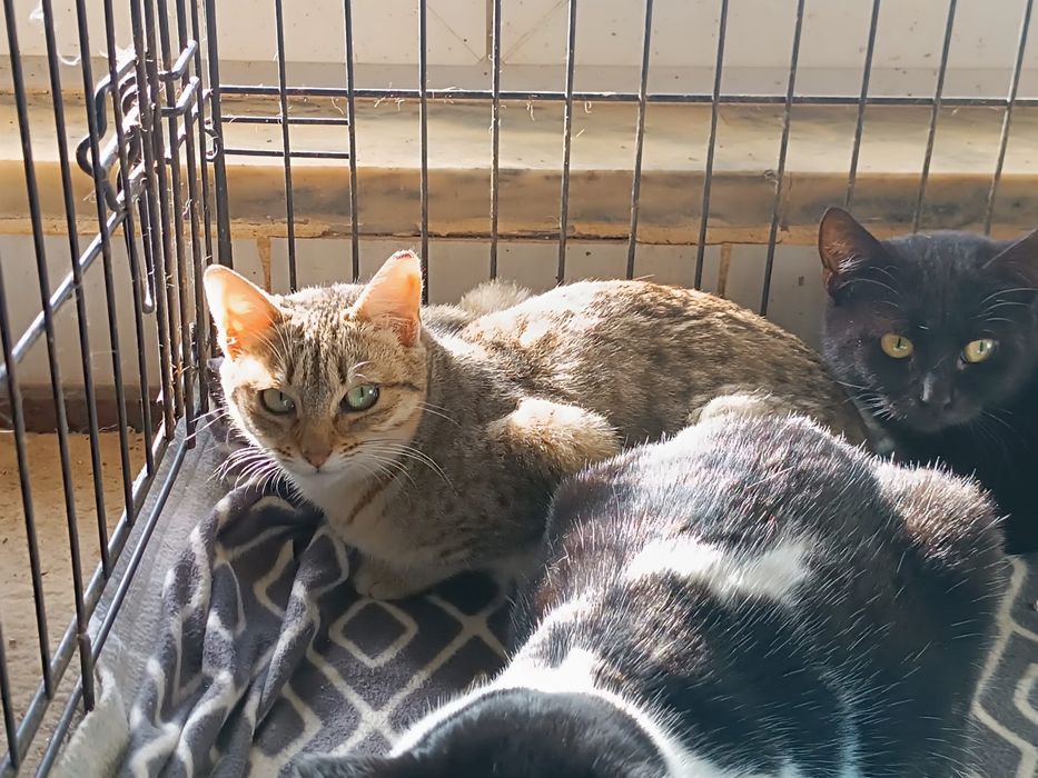 Gatos(M/F) Juvenis já esterilizados!