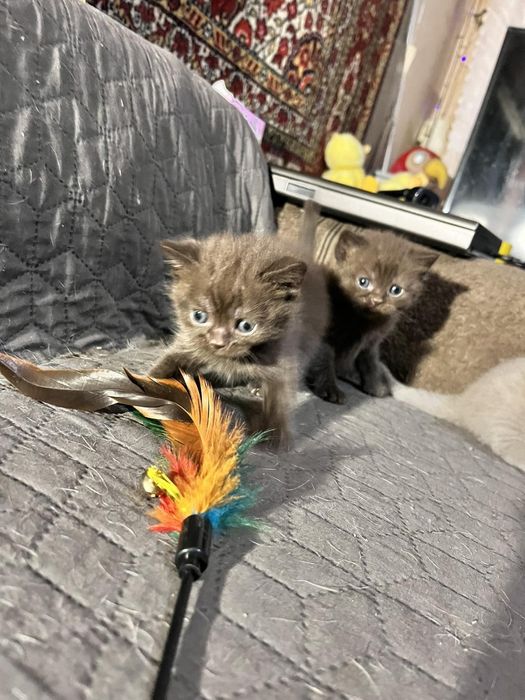 Продам сладеньких котят