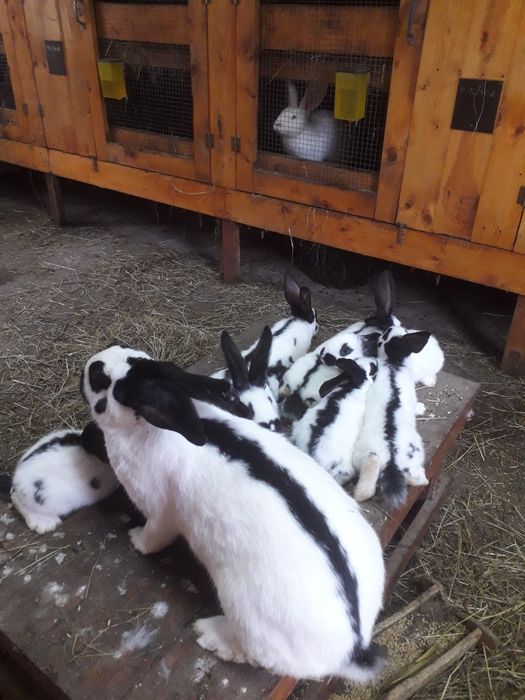 Кролики строкач : дорослі самці і самки