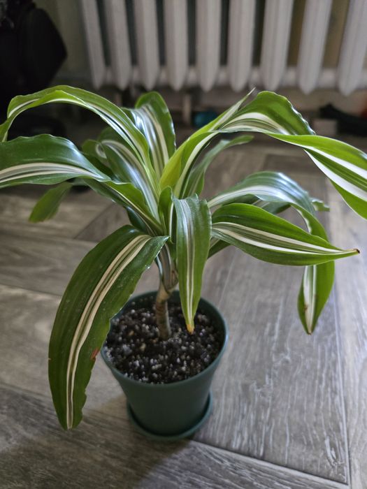 Драцена лимон лайм