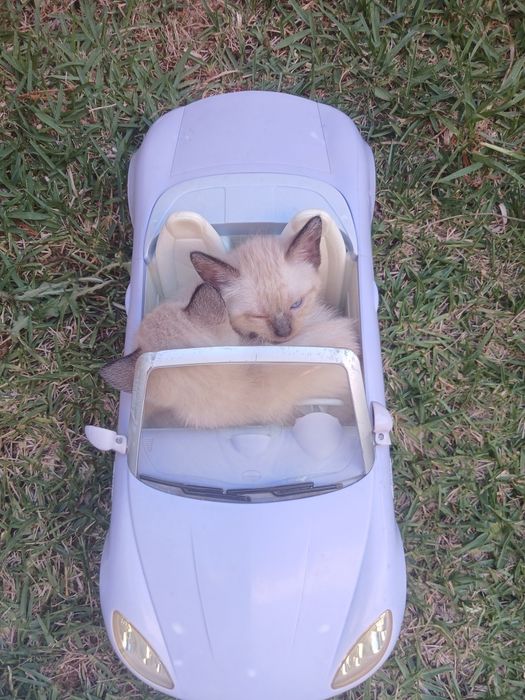 Dou 1 gatinho e 3 gatinhas siameses com 1 mês e meio