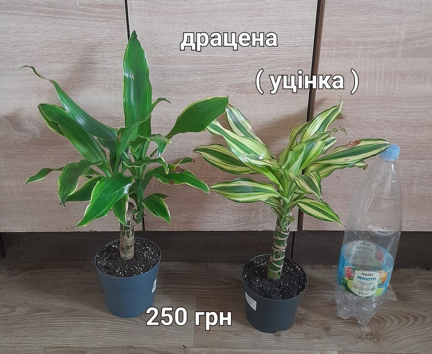 Спатифілум, стреліція, калатея, драцена, монстеоа, хомаломена