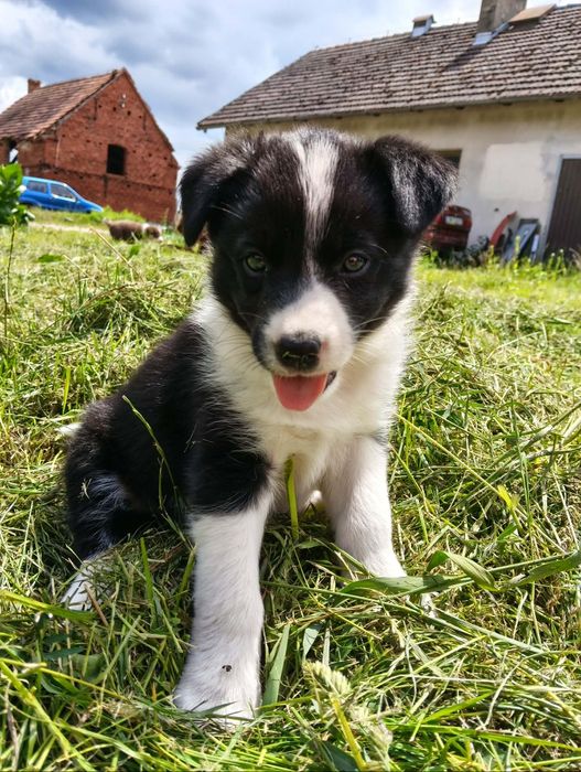 Suczka Border collie