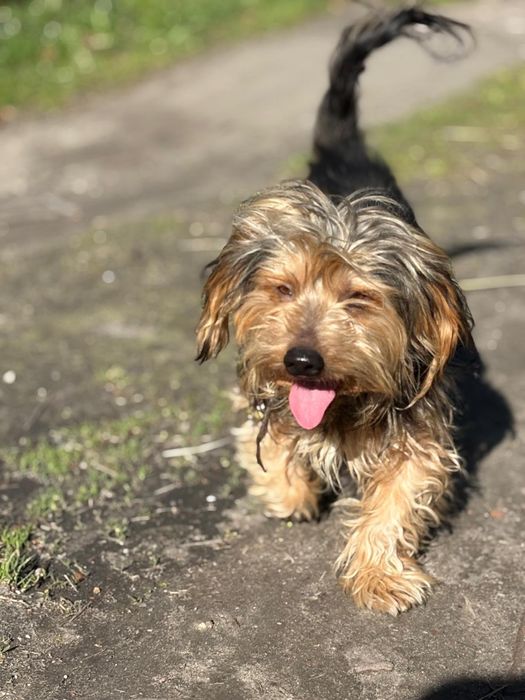 Pieski do adopcji Oleśnica!