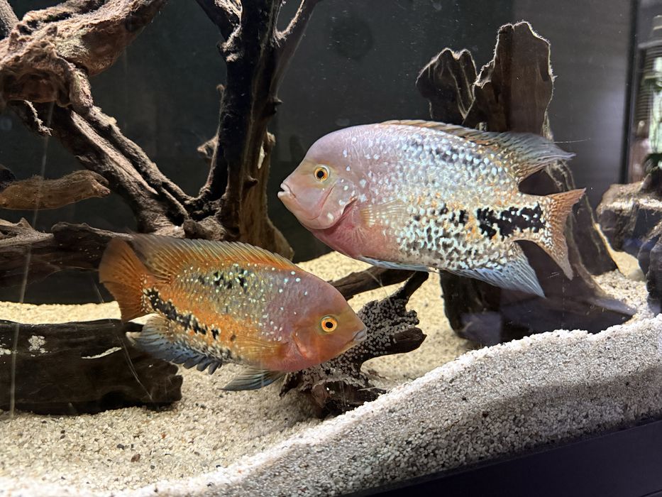 Akwarium Juwel Rio 450 l