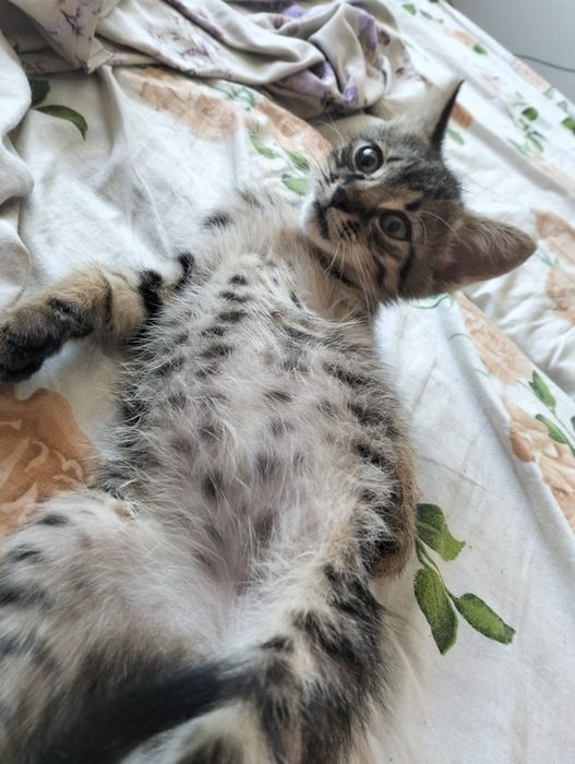 Кошеня добрі руки