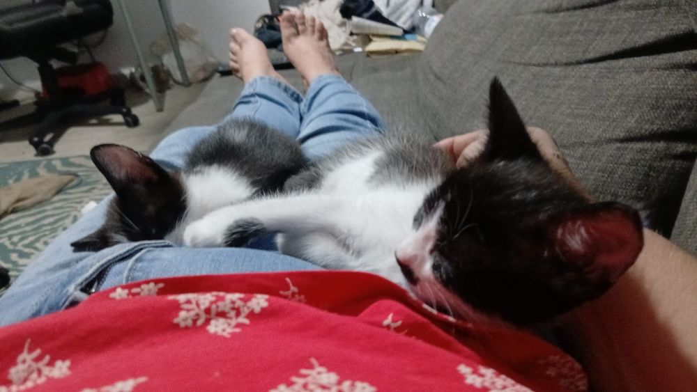 Gatinhos para oferecer
