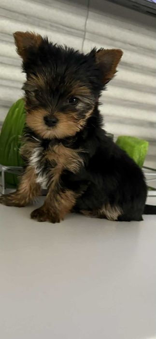 Piękny rodowodowy szczeniak York