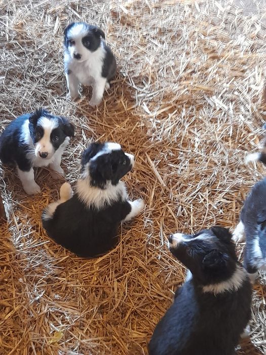 Border collie samczyk 8 tygodniowy z rodowodem