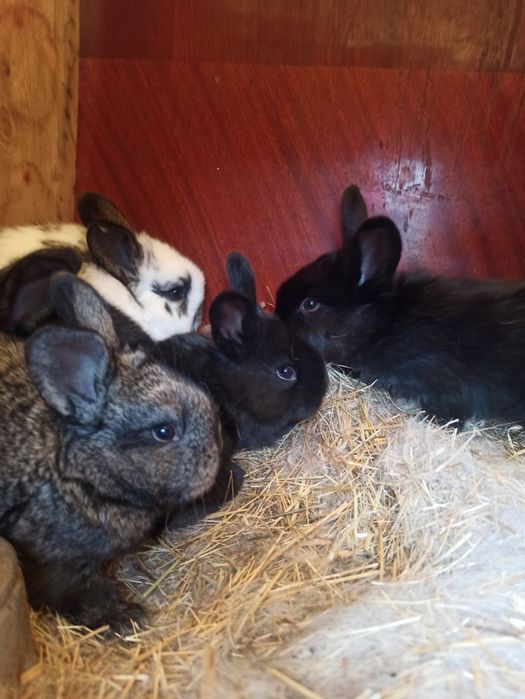 Продам пушистиков (кролики)