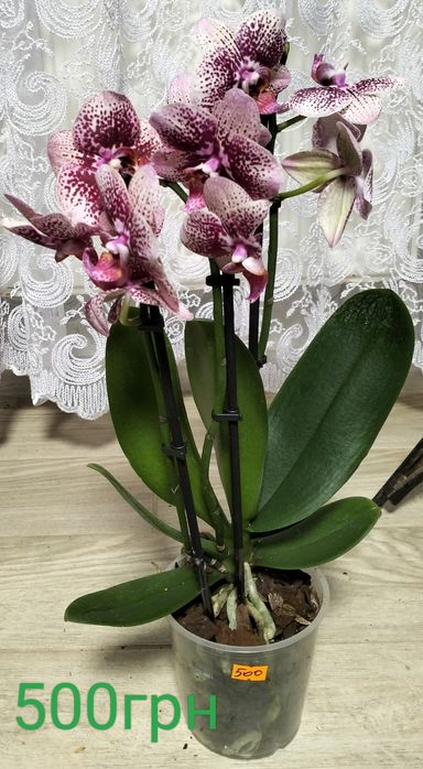 Продаж орхідей та зеленого