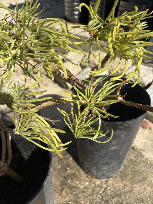 Plantas soculentas