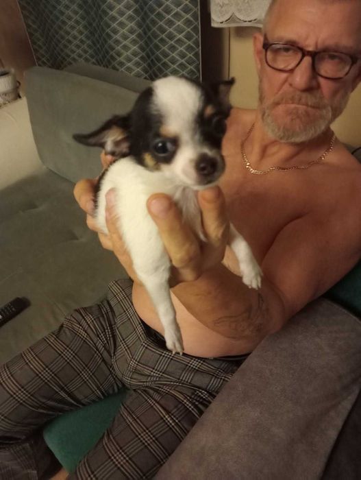 Chihuahua sunia tri color mini