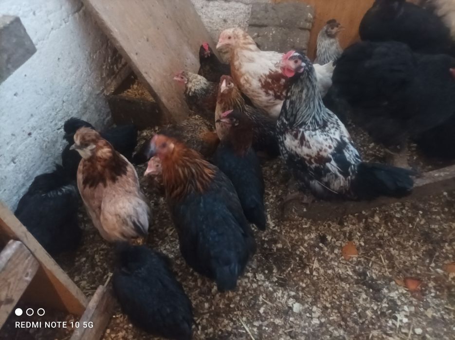 Kury kurczaki liliputki