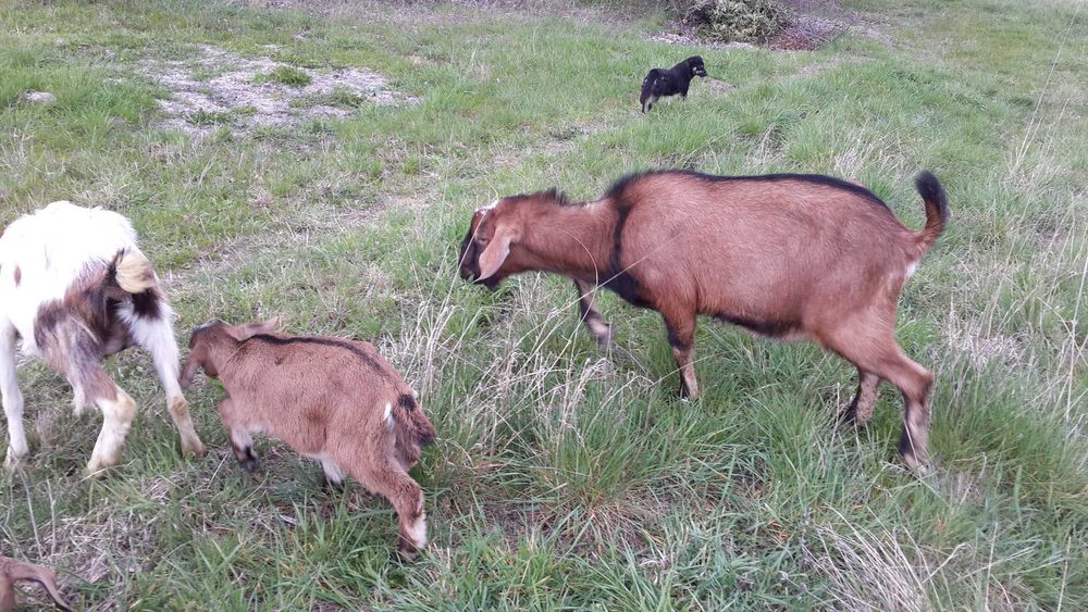 Молоді кози 3шт. по 2,5р. + 3шт. по 11міс.+ цап 2р.