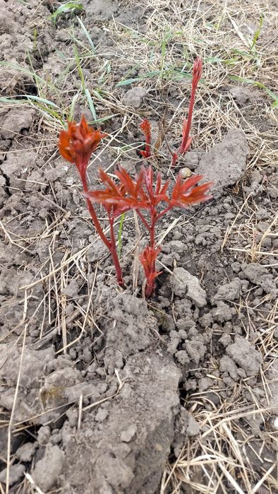 Piwonia sadzonki